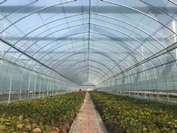 Plastic film greenhouse